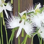 ベーカリーツキヨシ - 