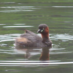 ボーセジュール - 店の前の池に水浴びに来た水鳥