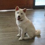 青竹手打ラーメン 日向屋 - 生後５ヶ月が過ぎ､只今6.7kg