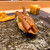 まんてん鮨 - 料理写真:干瓢巻き