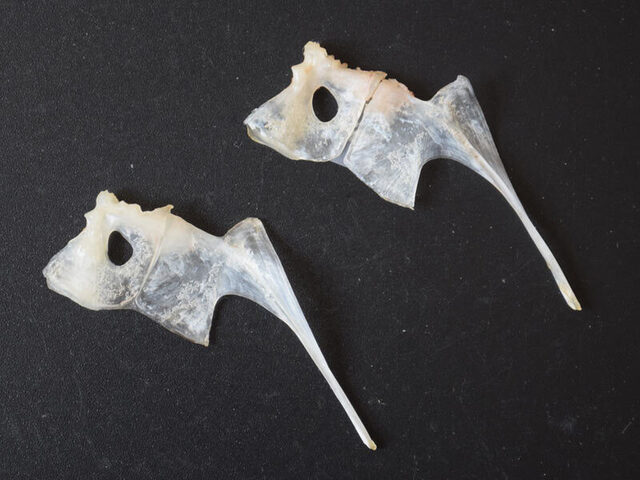 旬彩酒肴みはらし - 須賀川（日本料理）の写真