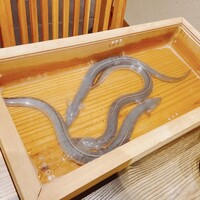 にょろ助 銀座 - 