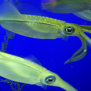 日本橋イカセンター_2