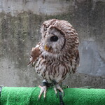 OWL TEA - OWL（フクロウ）