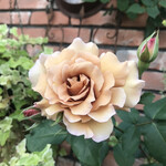 プランツプランツカフェ - 表に地植えされたバラも見応えあり