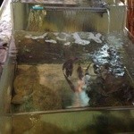 活魚割烹 赤坂 - 生簀