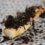 ペレグリーノ - 