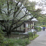 無の里休憩所 - 薄墨桜と合掌造りの無の里休憩所