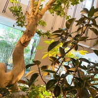 熱香森 - 店内