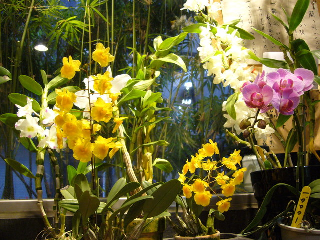 Rantei Ponta photo 5