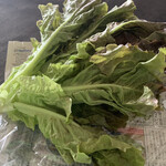 パン屋 ルーツ - 立派な サニーレタス
