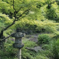 レストラン サクラ - 