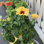 うなぎ亭 友栄 - 