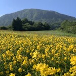 らー麺　Do・Ni・Bo - コスモスベルグ