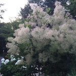 菓子工房フラノデリス - スモークツリー