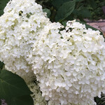 菓子工房フラノデリス - 