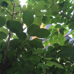 菓子工房フラノデリス - 