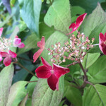 菓子工房フラノデリス - 