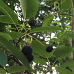 菓子工房フラノデリス - 