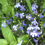 菓子工房フラノデリス - 