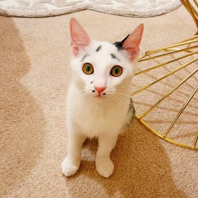 By Mameh662 保護猫カフェ キャットリビング 保護猫カフェ Cat Living 都立大学 その他 食べログ