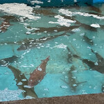 活魚料理一徳 - 