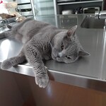 CALVA - 暑いニャ by 伝次郎