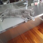 CALVA - ぐったりだニャ by 伝次郎