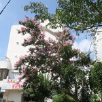 ラーメン二郎 - 近くで咲くサルスベリ