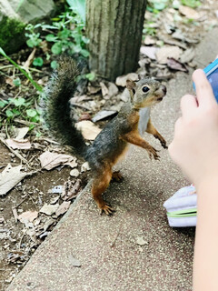 トーク バック - ちびっ子に混じってほわっほわの尻尾をワンタッチ！！愛嬌満点のリス♡