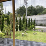 タルタニアン - 