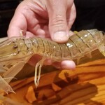 鮨匠 のむら - (20)蝦蛄(鹿児島県出水産)【クリスタル蝦蛄】
      産卵期は初夏～夏、旬は包卵する初夏～夏
      枕崎から出水にかけて、白浜の砂浜が点在、良質な海底環境で育っています