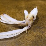 鮨匠 のむら - (21)蝦蛄の爪(鹿児島県出水産)
      普通の蝦蛄は泥の中に住むため、泥臭く色も濃いのですが、こちらの蝦蛄は砂地に棲むため非常にクリアな色と味わい
      蝦蛄で一番甘い部分、蟹のような濃い味でなく、クリアな甘さ