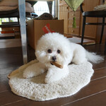 Rue Favart - アタシはこれで〜♬