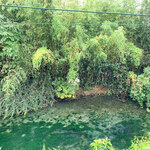 池内うどん店 - 