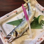 宵ノねこ - 天然鮎(郡上)