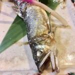 宵ノねこ - 天然鮎(郡上)