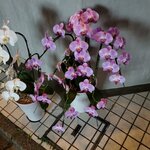 Hishidaya Sakaba - 祝い花