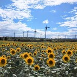 会津葵 - 郡山布引き風の高原、ひまわり畑2021/8/28