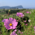 ニトリ観光果樹園 - 