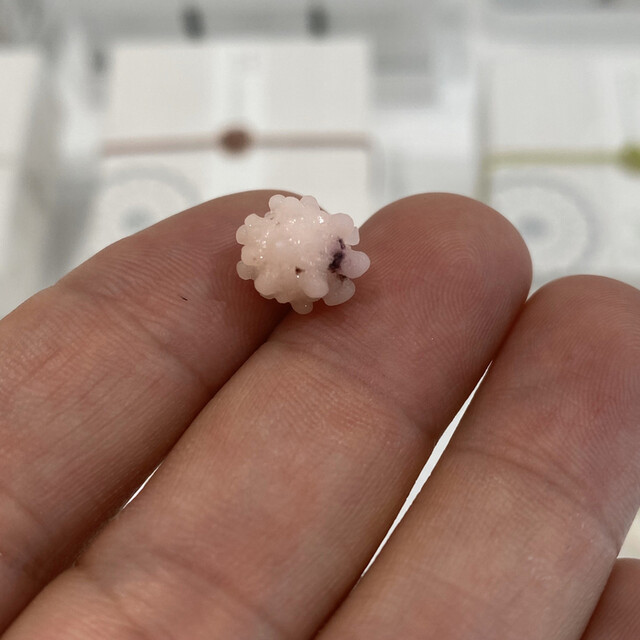 銀座 緑壽庵清水 日比谷 和菓子 食べログ 銀座 緑壽庵清水 日比谷 和菓子 食べログ