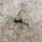 たらいうどん椛や - 2012年7月。再訪問。夏の「椛や」さん!!!遅めのお昼でしたが、お客さん途切れず!!!