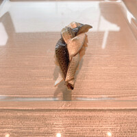 天寿し 横浜店 - 