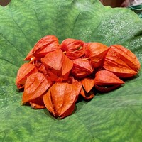 米増 - 鬼灯の中に6種のおつまみ料理が隠れています