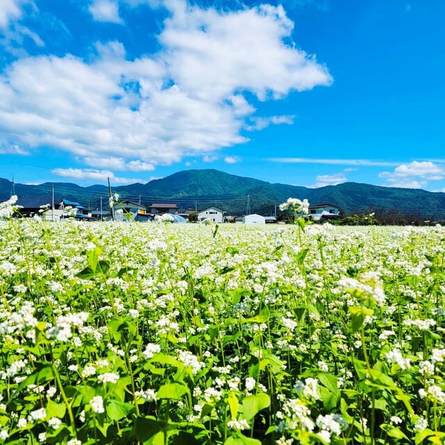 そば処 甑（Soba Koshiki）- 山形・村山市の本格手打ちそば | 口コミ・メニュー