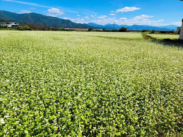 そば処 甑（Soba Koshiki） - 村山（そば）の写真