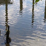 ラーメン二郎 - 亀わかるかな？