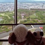 六花亭 - 地上90mにある展望2階にやってきたよ。ほらっ、見事な星形。ちなみに五稜郭は、函館開港後の警備・蝦夷地防衛などを目的に、元治元年(1864)に完成した日本で最初の西洋式城郭なんだよ。ちびつぬ「かっこいいわね～」