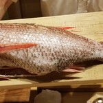 157949998 - ⑧赤鯥(京都府舞鶴産、2kg、雌、7日寝かせ)
                                  産卵期は初夏～初秋、旬は晩秋～晩冬
                                  一般に雄は寿命5年で500g迄、雌は寿命10年で2kg迄だから特大サイズ
                                  仕込みも素晴らしく極上なふわふわ焼きでした