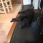 Midsummer Cafe 夏至茶屋 - 看板犬のラブちゃんが寛いでいます（笑）